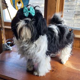 Penny - Shih Tzu