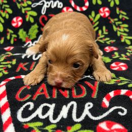 Adonis - Tan and white male Yorkshire Terrier puppy in Crossville, Tennessee from Lil Britches Yorkies