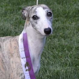 Whippets from Shootingstar's