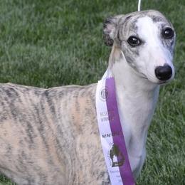 Whippets from Shootingstar's