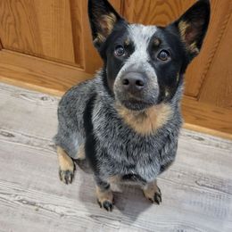 Koda - Australian Cattle Dog