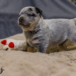 Australian Cattle Dog Puppies from Littletrouble Cattle Dogs