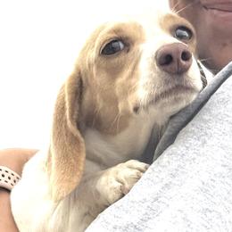 Dachshunds and Labrador Retrievers from Twisted Wire Ranch Retrievers