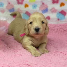 Haven - Cream female Dachshund puppy in Murfreesboro, Tennessee from Kimbrie's Dream Cream Doxies