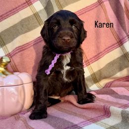 Karen - Brown female Portuguese Water Dog puppy in Raleigh, North Carolina from Turnabout PWD