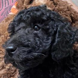 Babyboy - Black male Poodle puppy in Seminole, Oklahoma from TruPoodles, Oklahoma AKC Mini poodles