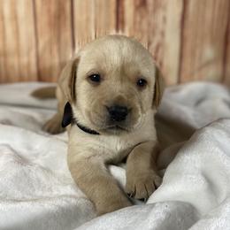 Baloo - Yellow male Labrador Retriever puppy in Newmanstown, Pennsylvania from Royalty Retrievers