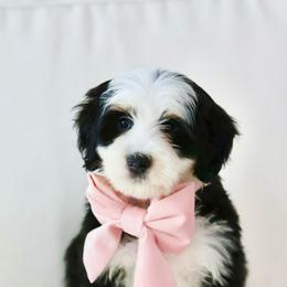 Faith - Black tri-color female Aussiedoodle puppy in Diamond Bar, California from Furrytaildoodles