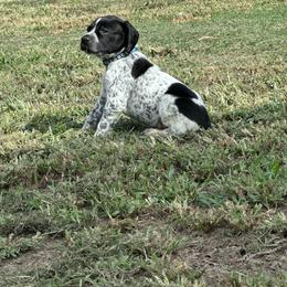 Blue - Black roan male German Shorthaired Pointer puppy in Newton Grove, North Carolina from Wayalife Labradors & Gsp’s