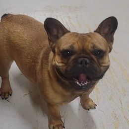 Macy - French Bulldog