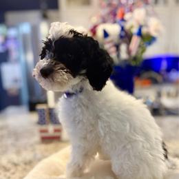 Ahsoka - Parti female Goldendoodle puppy in Lake Panasoffkee, Florida from Donnas Deluxe Doodles LLC