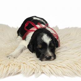 Max - Merle male Springerdoodle puppy in Fargo, North Dakota from Dakota SpringerDoodles