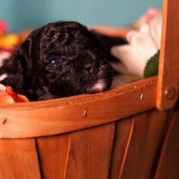 Macchiato - Black male Poodle puppy in Las Vegas, Nevada from Plush Toy Poodle Puppies & Pals