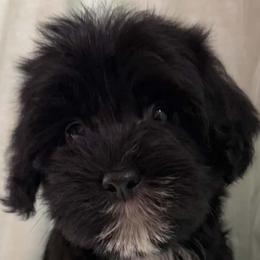 Macon - Black male Yorkipoo puppy in Lebanon, Kentucky from Mosaic Merle Doodles