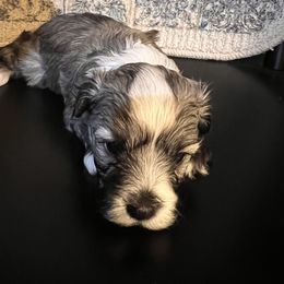 Havanese Puppies from Honey-Bee Home Havanese