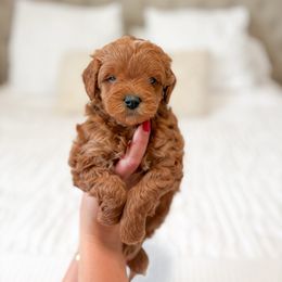Dusk - Red  male Goldendoodle puppy in Vancouver, Washington from Pnwfamilydoodles