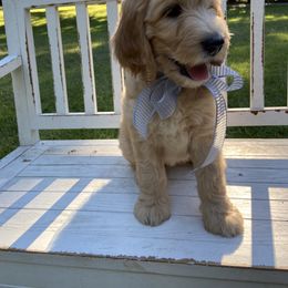 Goldendoodle and Yorkshire Terrier Puppies from Pups of the Lowcountry