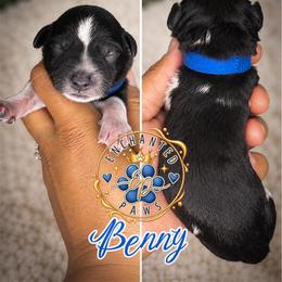 Benny - Parti male Miniature Schnauzer puppy in Dorr, Michigan from Enchanted Paws