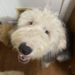 Old English Sheepdog Puppies from Heavinly Blessings Farm Pups - Old English Sheepdog Puppies