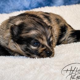Boy 2 - Blue merle male Pomeranian puppy in Fort Jones, California from High Rocking Pom Poms