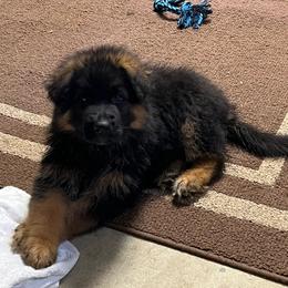 Boy 1 - Bi-color male German Shepherd puppy in Council Bluffs, Iowa from Von Skvely' Haus