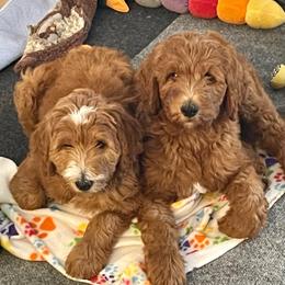Goldendoodle Puppies from Texas Bello Doodles