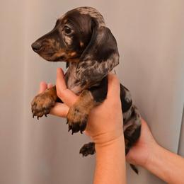 Puppy 1 - Dapple male Dachshund puppy in Hesperia, California from VOM HAUSE Imperial