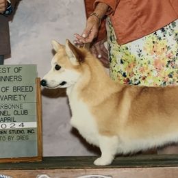Patience - Pembroke Welsh Corgi