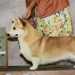 Patience - Pembroke Welsh Corgi