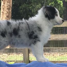 Australian Shepherds from Jewel Aussies