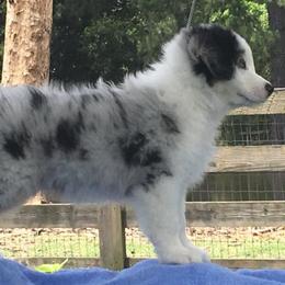 Australian Shepherds from Jewel Aussies