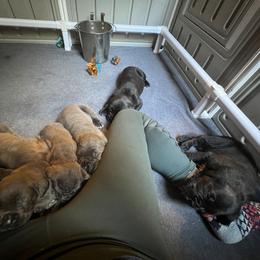 Cane Corso Puppies from Arcana Cane Corso