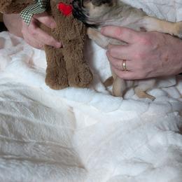 Pug Puppies from Swift Pigd