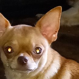Chihuahuas from Jacquelyn Florea