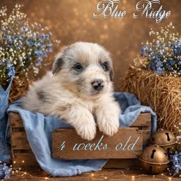 Blanton - Blue merle male Australian Shepherd puppy in Albany, Kentucky from Blue Ridge
