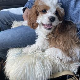 Cavalier King Charles Spaniel and Cavapoo Puppies from Larisa's Cavaliers