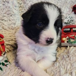 Phoenix - Black and white male Border Collie puppy in Morgan, Texas from Shooting Star Ranch