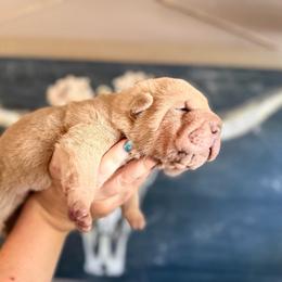 Elwood - Lilac dilute male Chinese Shar-Pei puppy in Lehigh Acres, Florida from Florida Wrinkles