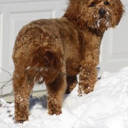 Bernedoodle, Goldendoodle, and Labradoodle Puppies from Apple Creek Doodles