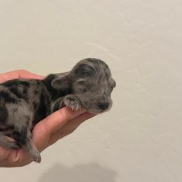Mira - Dapple female Dachshund puppy in Goodyear, Arizona from D&C Royal Dachshunds LLC