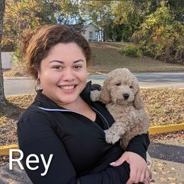Rey - Buff male Cockapoo puppy in Sunset, Louisiana from Cano Cockapoos