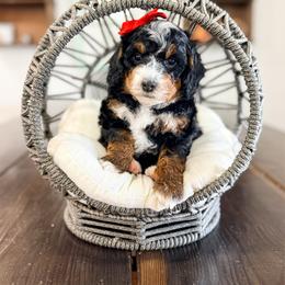 Grumpy - Tri-color female Bernedoodle puppy in West Haven, Utah from Split Mountain Doodles