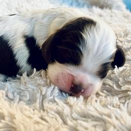 Millie - Brown and white female Cocker Spaniel puppy in Camp Douglas, Wisconsin from Bluff Country Cockers