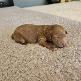 Honey - Red  female Goldendoodle puppy in Floyd, Virginia from Hearts and Paws Poodles and Doodles