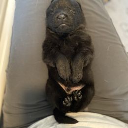 Black-Howl - Black male German Shepherd puppy in Medical Lake, Washington from Nine Realms German Shepherds