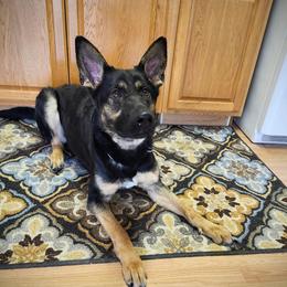 Scout - Black and tan female German Shepherd puppy in Winchester, Kentucky from Del Lago Canine Center
