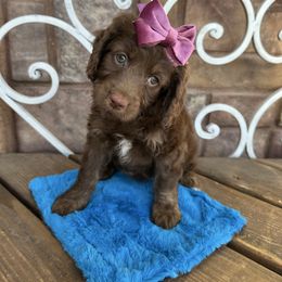 Shade - Chocolate female Cavapoo puppy in Central, Arizona from Desert Valley Doodles