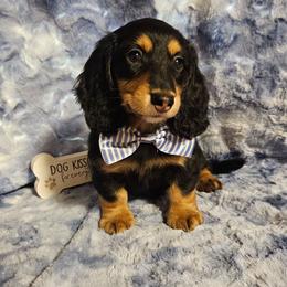 Georgi - Black and cream male Dachshund puppy in Sylvania, Georgia from Dachshund and Co.