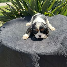 Cavalier King Charles Spaniel Puppies from Caveliers by Grace