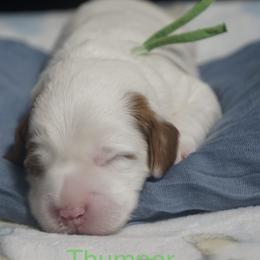 Thumper - Chalk male Australian Labradoodle puppy in Fontana, California from Glory Labradoodle’s